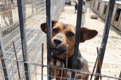 Полсотни бродячих собак отловили в Уссурийске с начала года